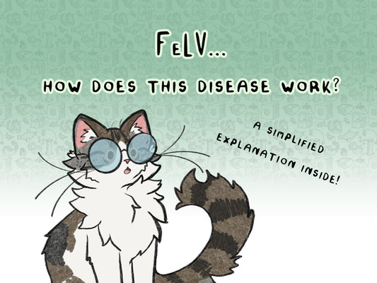 FeLV - How does this disease work?