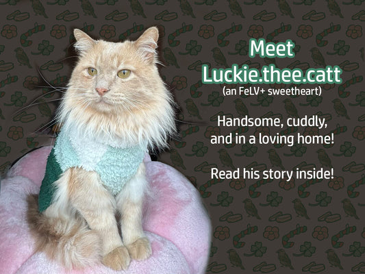 Meet Luckie from @Luckie.thee.catt!